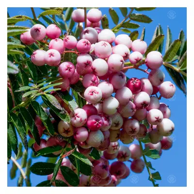 Sorbus Hupehensis | Pink Hupeh Mountain | Ornamental Garden Tree | 5-6Ft