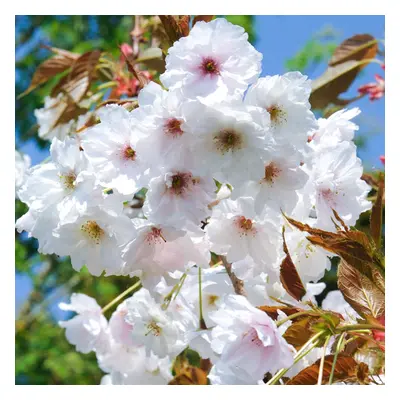 Prunus Fragrant Cloud | Flowering Cherry | Ornamental Garden Tree | 5-6Ft