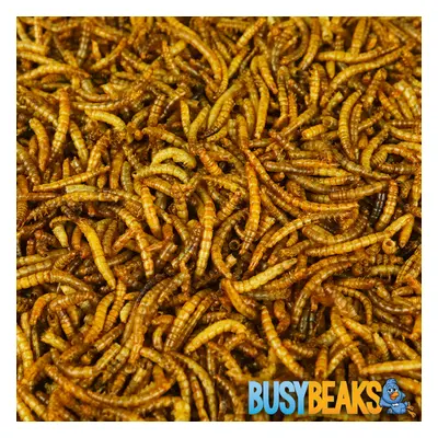 BusyBeaks Dried Mealworms - High Quality Wild Bird Food Treats For Garden Birds