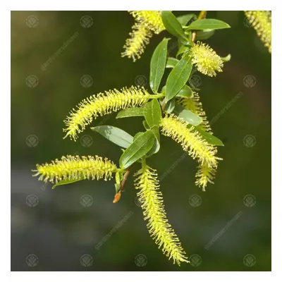 Salix X Sepulcralis Var. 'Chrysocoma' | Golden Weeping Willow Tree | 5-6Ft