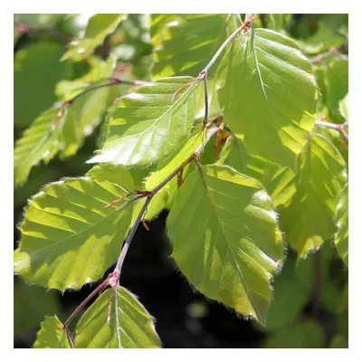 Fagus Sylvatica | European Beech | Ornamental Garden Tree | 5-6Ft