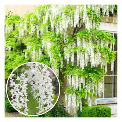 Wisteria Alba | White Flowering Deciduous Hardy Climbing Garden Shrub Plant