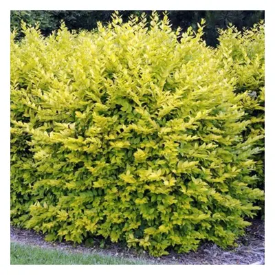 (10) Gold Privet Hedging Plants 20-40Cm Ligustrum Aureum Evergreen Hedge Potted