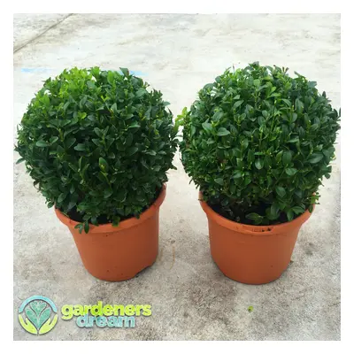 Buxus Sempervirens Ball (20cm, Plants)