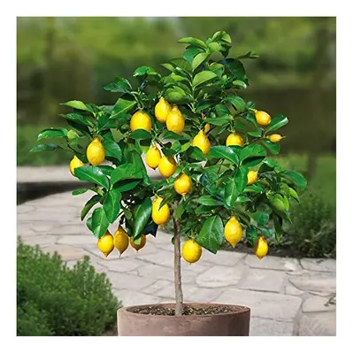 Lemon tree Standard - tree