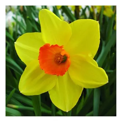 (10) SEALING WAX SMALL-CUPPED DAFFODIL