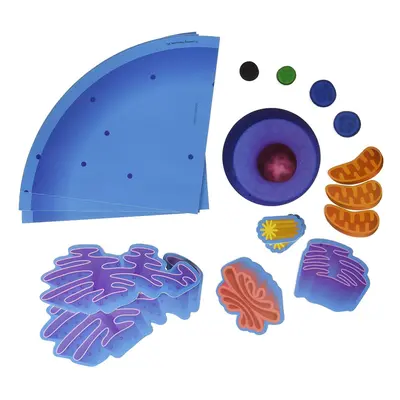 Learning Resources Giant Magnetic Animal Cell Classroom Supplies P