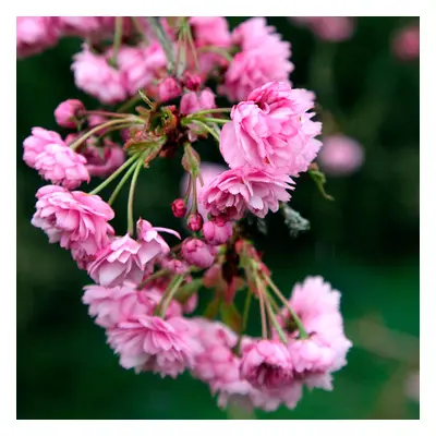 Prunus 'Kiku-Shidare Zakura' | Cheals Weeping Cherry | Garden Tree | 5-6Ft