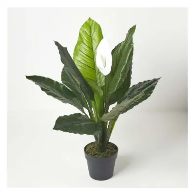 (3 Ft (90 cm)) White Peace Lily in Pot