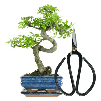 (Bonsai Scissors) Bonsai Chinese Elm Tree Live Indoor Houseplant In 15Cm Pot + Kit Option