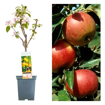 (Jonagold) Patio Fruit Tree Collection | Various Fruits | Ideal For Small Gardens | 2-3Ft