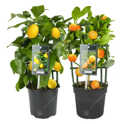 Lemon & Orange Tree Combo Fresh Live Indoor Citrus House Plants In Cm Pots