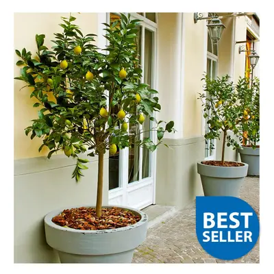 70 - cm Tall Lemon Tree Standard All Year Flowers Fruits cm Pot