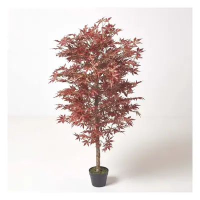 (5 Ft (150 cm)) Acer Tree in Pot