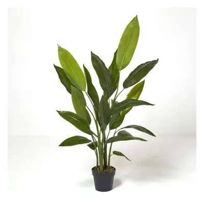 Homescapes Heliconia Plant in Pot, cm Tall