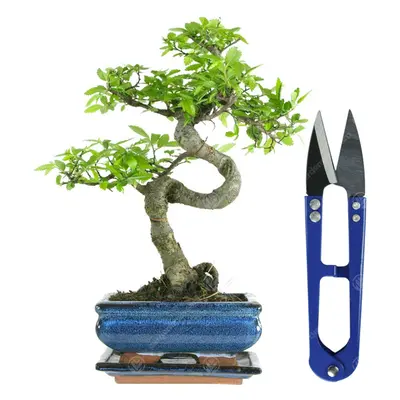 (Bonsai Shears) Bonsai Chinese Elm Tree Live Indoor Houseplant In 15Cm Pot + Kit Option