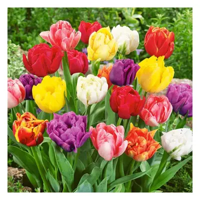 30 RAINBOW MIXTURE DOUBLE EARLY TULIPS