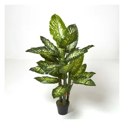 Homescapes Dieffenbachia Dumb Cane Plant in Pot, cm Tall