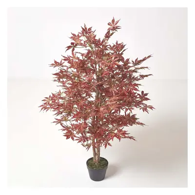 (4 Ft (120 cm)) Acer Tree in Pot