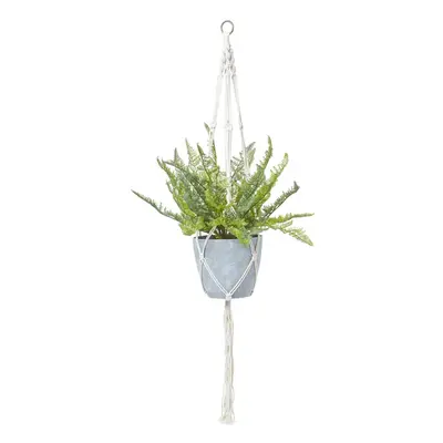 Homescapes Green Fern Hanging Plant, cm