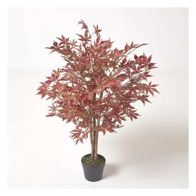 (3 Ft (90 cm)) Acer Tree in Pot