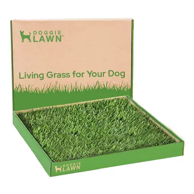 DoggieLawn Real Grass Puppy Pee Pads- x Inches - Perfect Indoor