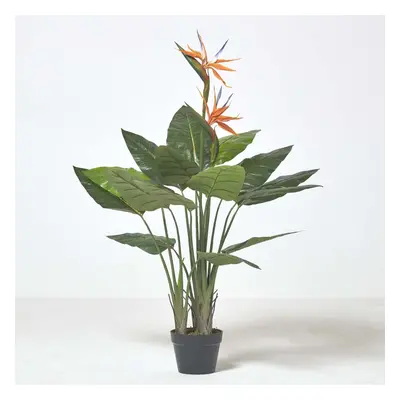 Homescapes Bird of Paradise Plant in Pot, cm Tall