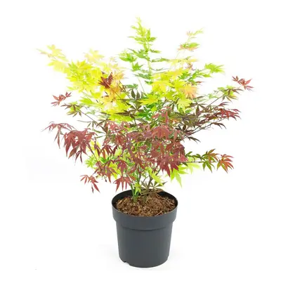 (3 litre pot (50-70cm)) Acer Tricolour Japanese Maple Tree in Outdoor Small Trees for Garden in 