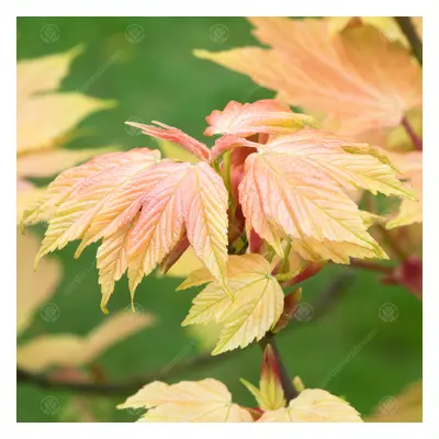 Acer Brilliantissimum Tree (12L, 5-6ft)