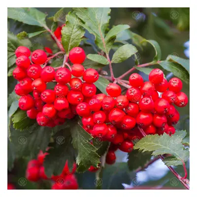 Sorbus Aucuparia | Mountain Ash Tree Rowan | Ornamental Garden Tree | 5-6Ft