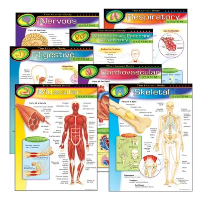 TREND Enterprises INC. T-38913 The Human Body Learning Charts Combo Pack Set of Multi 22"" x 17"