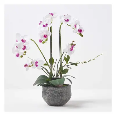 Homescapes White Orchid cm Phalaenopsis in Cement Pot Extra Large, Stems