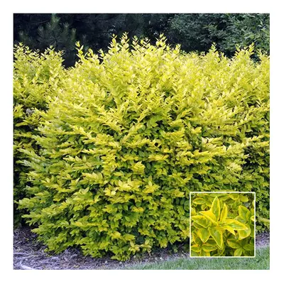 Ligustrum Aureum - Gold Privet (9cm, plants)