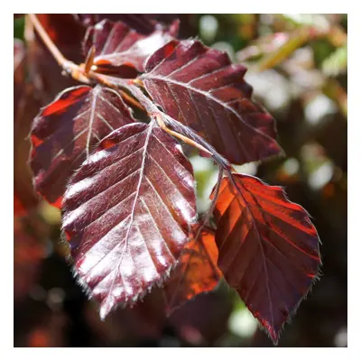 Fagus Sylvatica 'Purpurea' | Copper Beech | Ornamental Garden | 5-6Ft