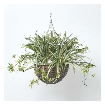 Homescapes Artificial Hanging Basket Spider Plant, cm