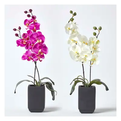 Set of Cream & Pink Artificial Orchids in Black Ceramic Pots, cm