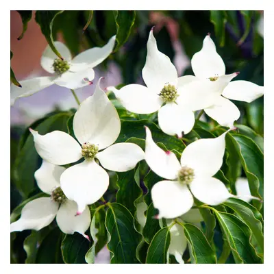 Cornus kousa var. Chinensis - Chinese Dogwood - Plant in L pot