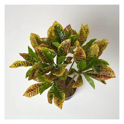 (Green) Rushfoil' Artificial Croton Plant with Pot, cm