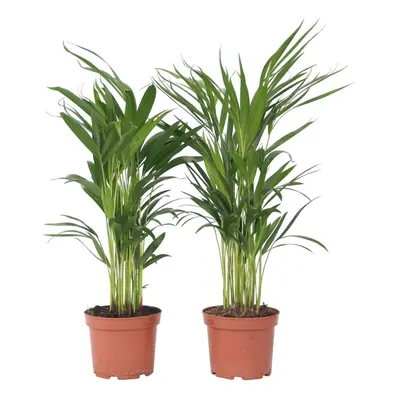 Dypsis lutescens - Set of - Areca Palm - Height 60-70cm - Pot 17cm