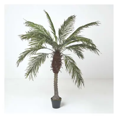 Homescapes Phoenix Palm Tree in Pot, cm Tall