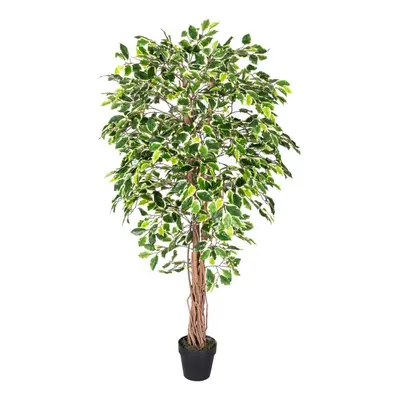 (6 Ft (180 cm), Variegated) Artificial Ficus Tree with Twisted Real Wood Trunk