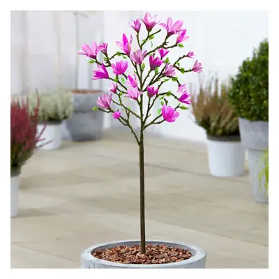 Magnolia Susan Patio Tree (3L, 2-3ft)