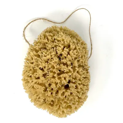 Large 16CM Sea Sponge Unbleached Honeycomb Natural Seasponge for Bath Use, for Baby, or Art use 