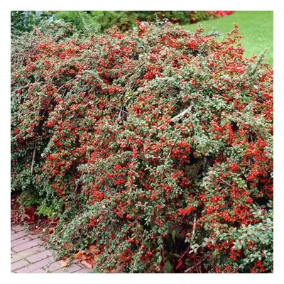 (10) Cotoneaster Horizontalis Hedging Plants 20-40Cm Berried Deciduous Hedge Potted