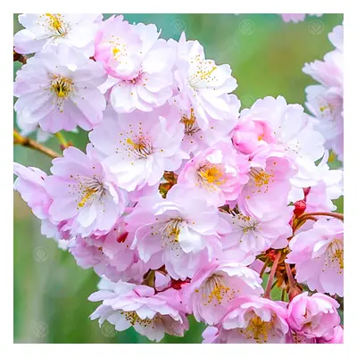 Prunus X Subhirtella 'Autumnalis Rosea' | Winter Flowering Cherry Tree | 5-6Ft