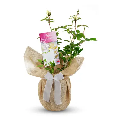 Diamond Wedding Rose - Gift Wrapped Rose Bush - 60th Anniversary Gift