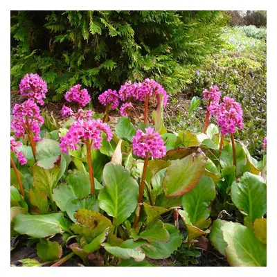 (1) BERGENIA CORDIFOLIA