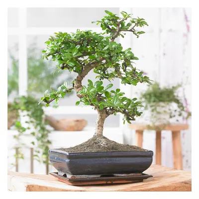 Bonsai Chinese Elm Tree - Traditional Japanese Indoor Houseplant In 15Cm Tray