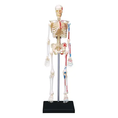 40MASTER Human Anatomy Skeleton Model