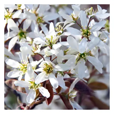 Amelanchier Canadensis | Serviceberry | Ornamental Garden Tree | 5-6Ft